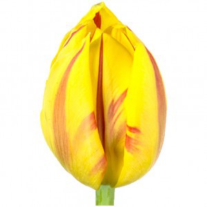 Тюльпан ду манселла (tulp du monsella)