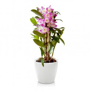 Орхидея Дендробиум (Dendrobium) 