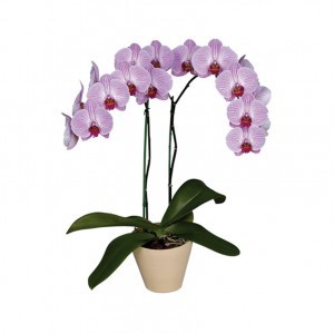 Орхидея Фаленопсис (Phalaenopsis)