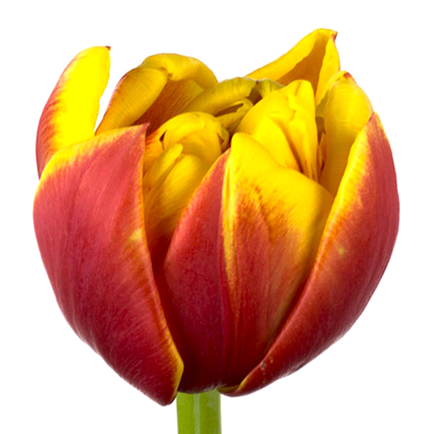 Тюльпан ду силеста (tulp du cilesta) Тюльпан ду силеста (tulp du cilesta)