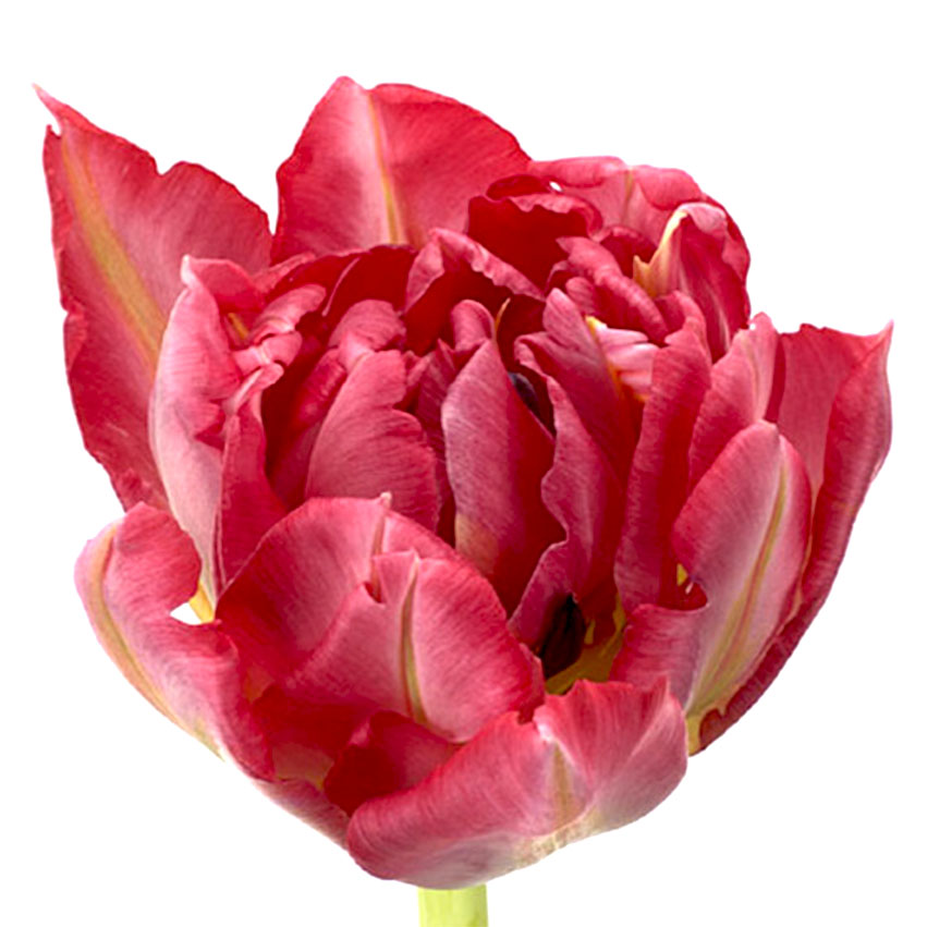 Тюльпан ду флеш поинт (tulp du flash point) Тюльпан ду флеш поинт (tulp du flash point)