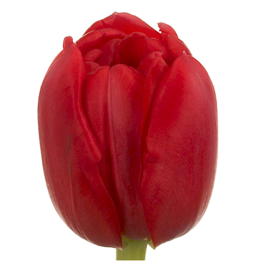 Тюльпан ду ларго (tulp du largo) Тюльпан ду ларго (tulp du largo)