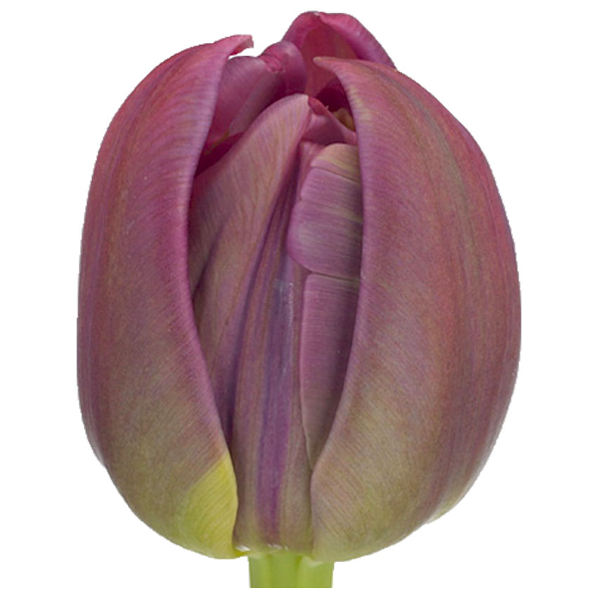 Тюльпан ду маргарита (tulp du margarita) Тюльпан ду маргарита (tulp du margarita)