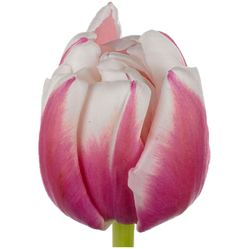 Тюльпан ду мелроуз (tulp du melrose) Тюльпан ду мелроуз (tulp du melrose)