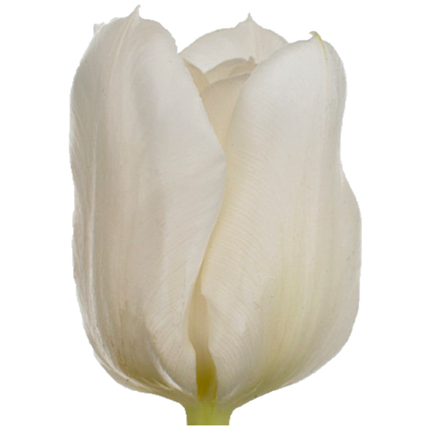 Тюльпан ду мондиал (tulp du mondial) Тюльпан ду мондиал (tulp du mondial)