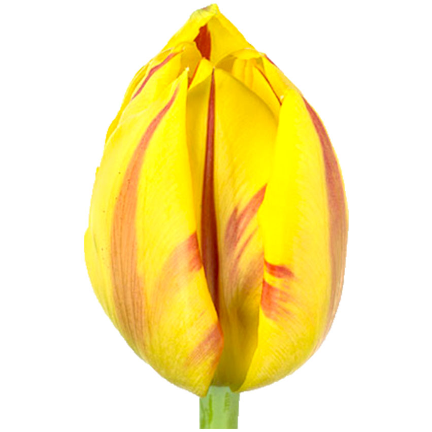 Тюльпан ду манселла (tulp du monsella) Тюльпан ду манселла (tulp du monsella)