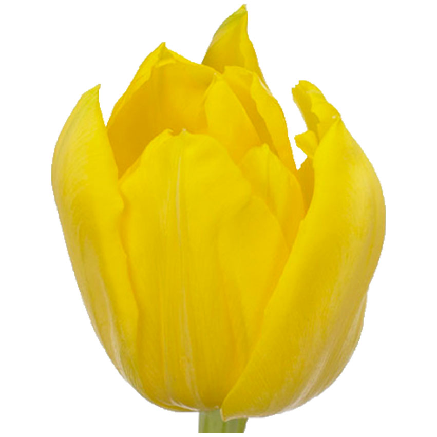 Тюльпан ду монте карло (tulp du monte carlo) Тюльпан ду монте карло (tulp du monte carlo)