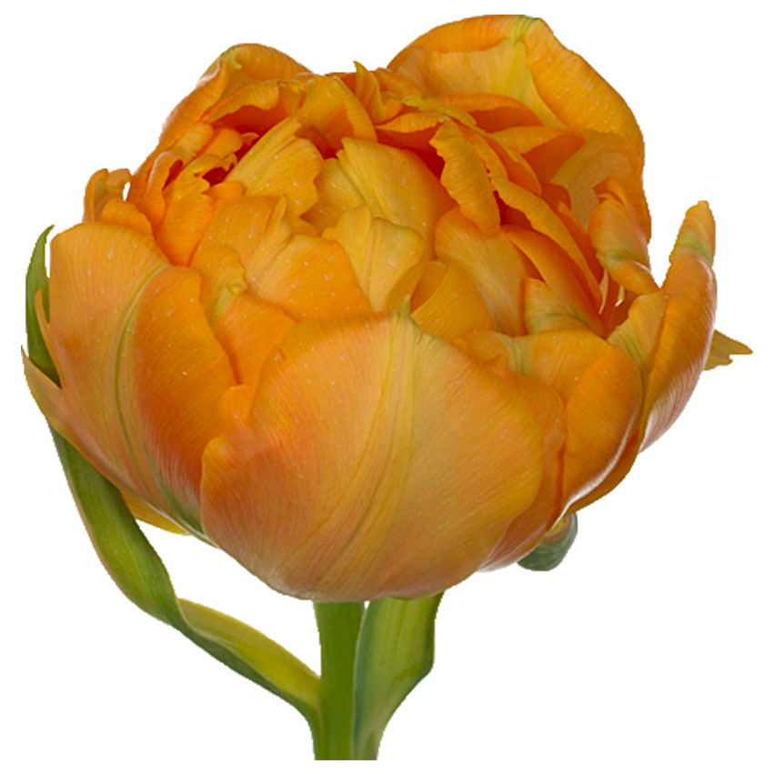 тюльпан ду орка (tulp du orca) тюльпан ду орка (tulp du orca)