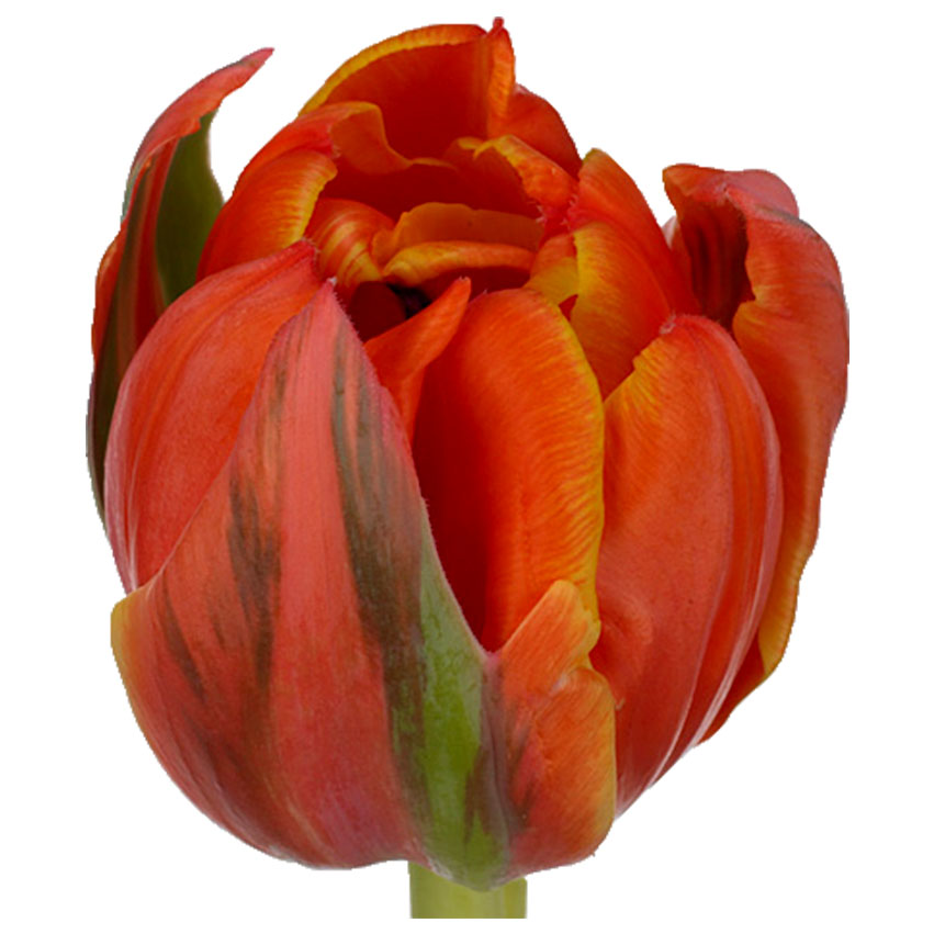 Тюльпан ду квинсдей (tulp du queensday) Тюльпан ду квинсдей (tulp du queensday)