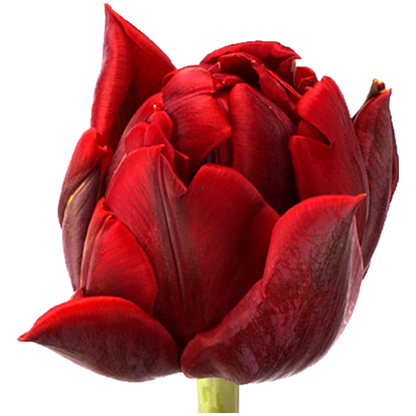 Тюльпан ду ред принцесс (tulp du red princess) Тюльпан ду ред принцесс (tulp du red princess)