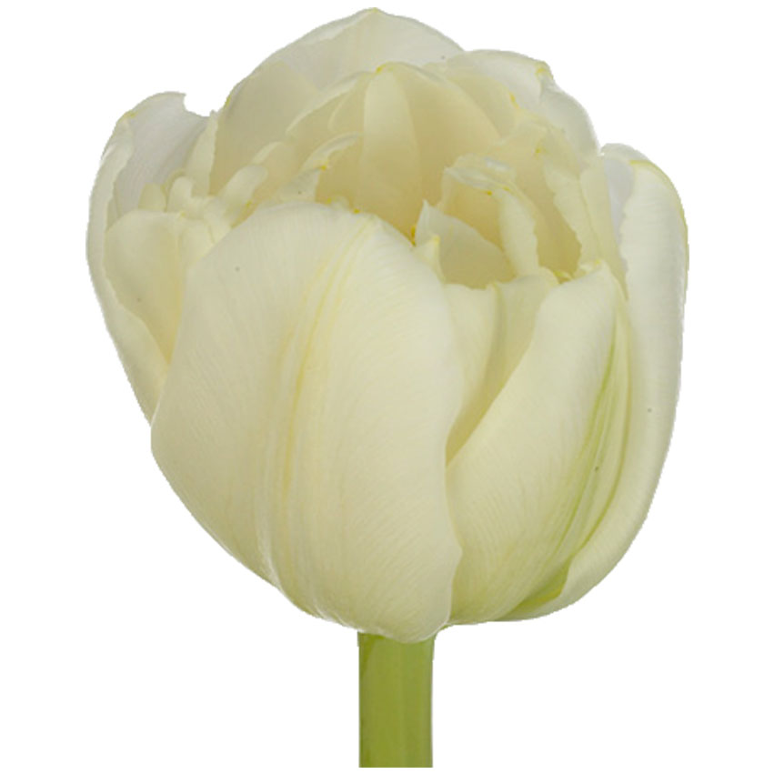 тюльпан ду риалто (tulp du rialto) тюльпан ду риалто (tulp du rialto)