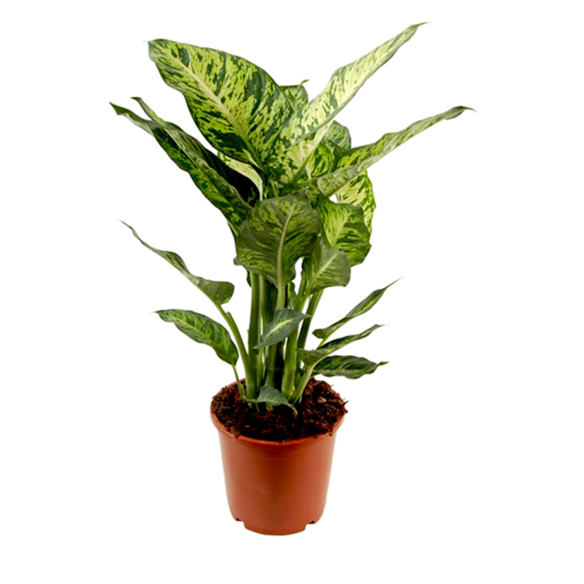 Диффенбахия (dieffenbachia) Диффенбахия (dieffenbachia)