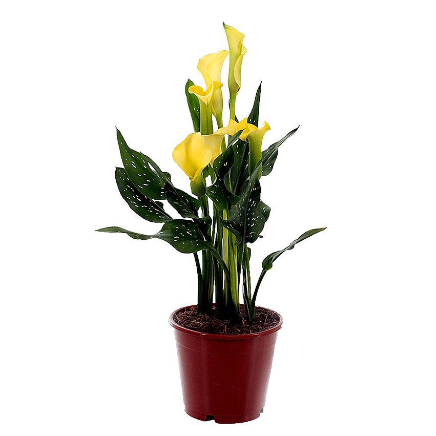Калла (Calla) Калла (Calla)