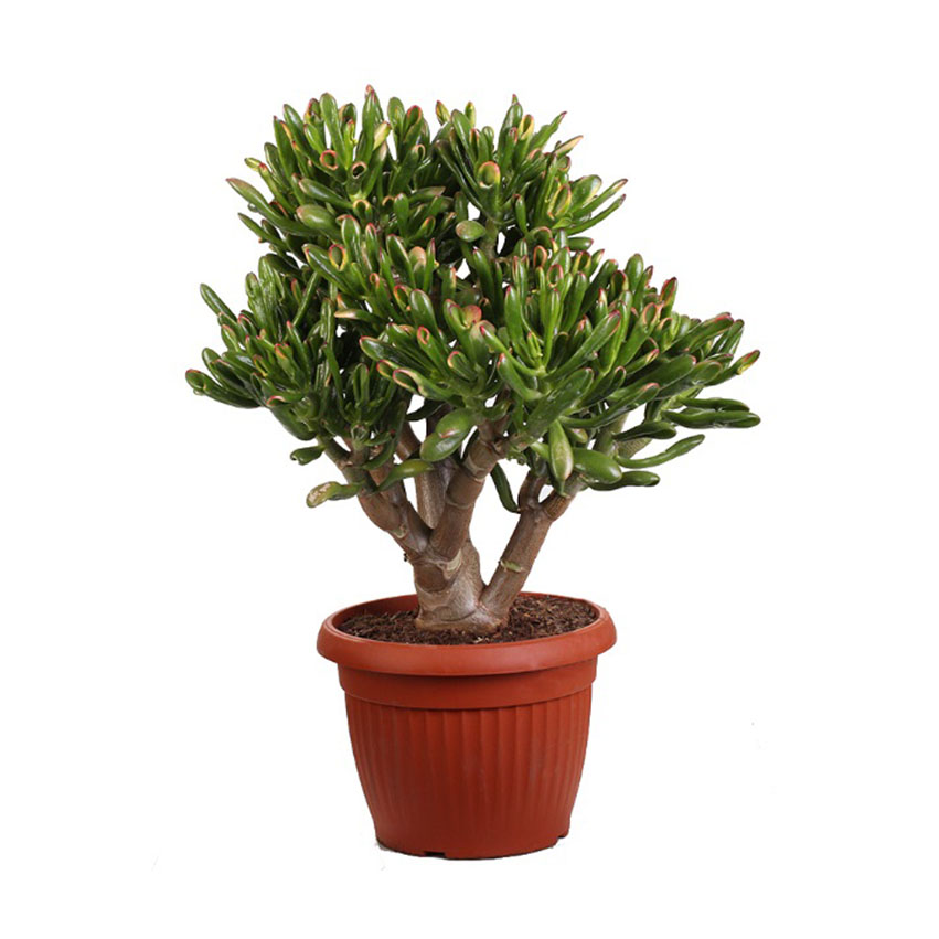 Крассула (Crassula) Крассула (Crassula)