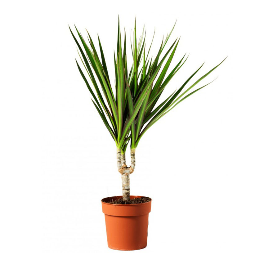 Драцена (Dracaena) Драцена (Dracaena)