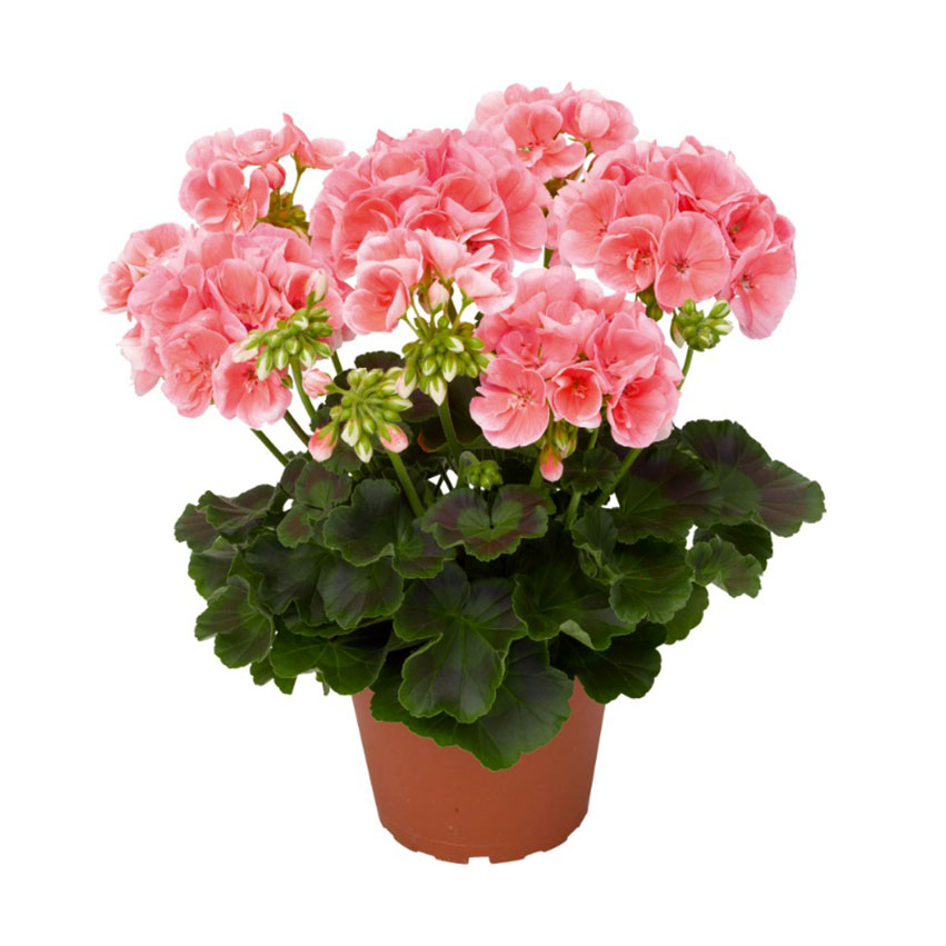 Пеларгония или герань (Pelargonium) Пеларгония или герань (Pelargonium)