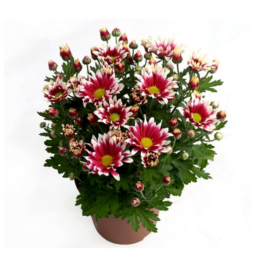 Хризантема кустовая (Chrysanthemum) Хризантема кустовая (Chrysanthemum)