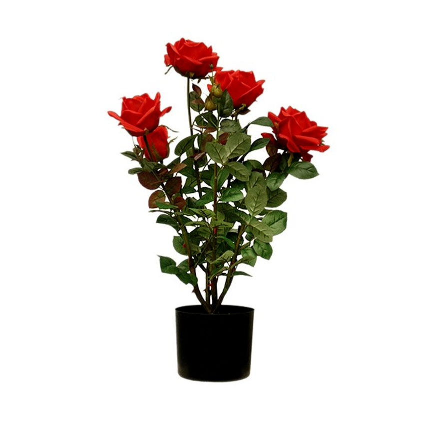 Роза в горшке (Rosa) Роза в горшке (Rosa)