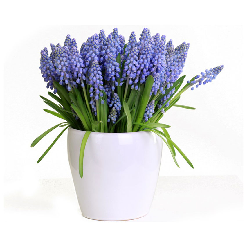 Мускари (Muscari) Мускари (Muscari)
