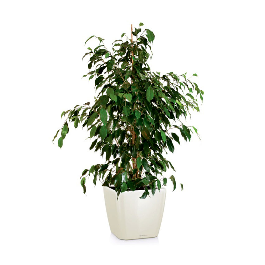 Фикус Бенджамина (Ficus Benjamina) Фикус Бенджамина (Ficus Benjamina)