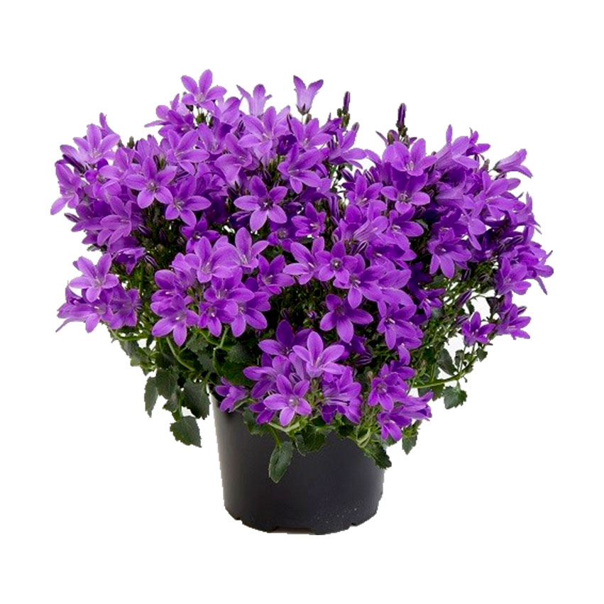 Кампанула (Campanula) Кампанула (Campanula)
