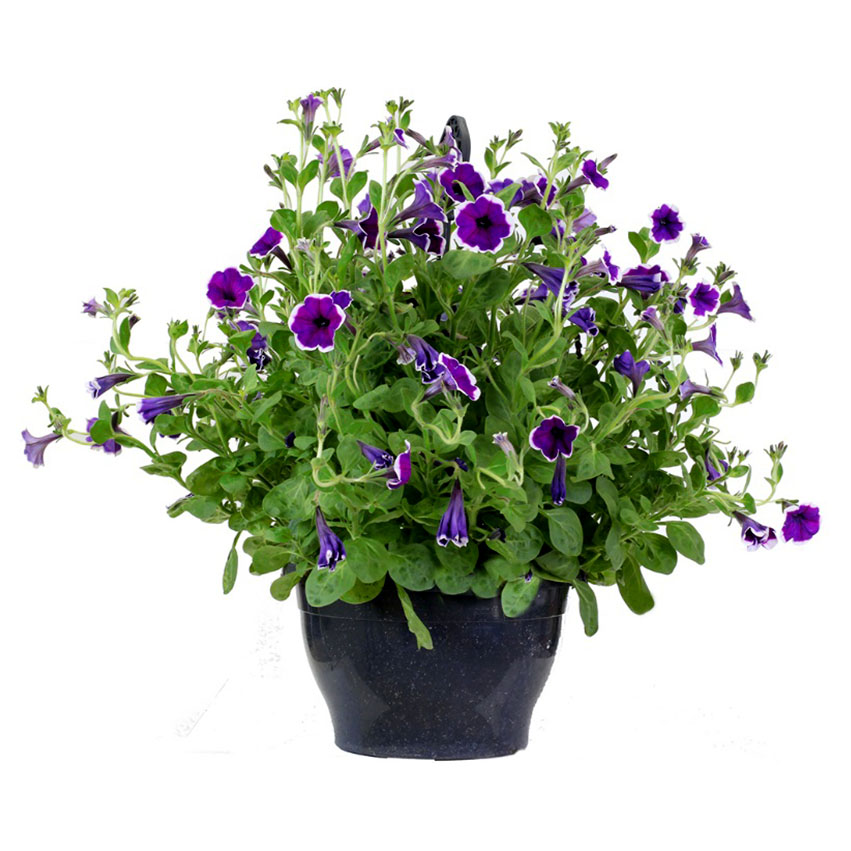 Петуния (Petunia) Петуния (Petunia)