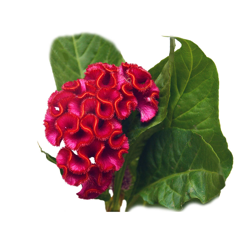Целозия Целозия