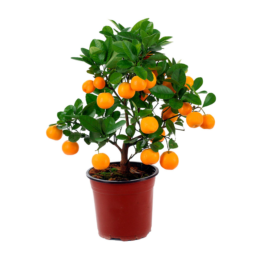 Цитрофортунелла или Каламондин (Calamondin) Цитрофортунелла или Каламондин (Calamondin)