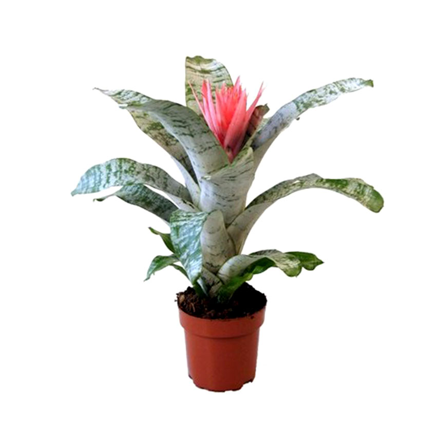 Эхмея (Aechmea) Эхмея (Aechmea)