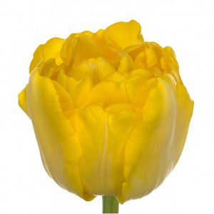 Тюльпан ду мари джонс (tulp du marie jo)