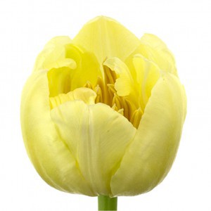 Тюльпан ду касабланка (tulp du casablanca)
