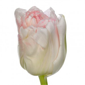Тюльпан ду касуаль (tulp du casual)
