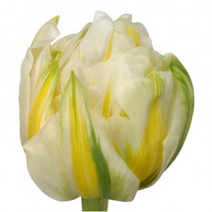 Тюльпан ду флеминг Эвита (tulp du flaming evita)