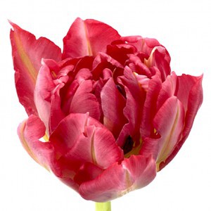 Тюльпан ду флеш поинт (tulp du flash point)
