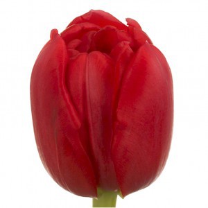 Тюльпан ду ларго (tulp du largo)