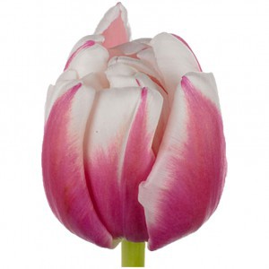 Тюльпан ду мелроуз (tulp du melrose)