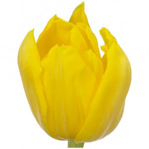 Тюльпан ду монте карло (tulp du monte carlo)