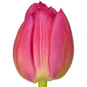 Тюльпан ду квин оф марвел (tulp du queen of marvel)