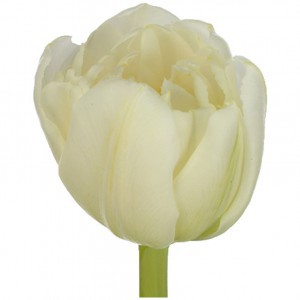 тюльпан ду риалто (tulp du rialto)