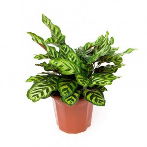 Калатея (Calathea)