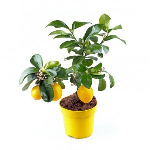 Лимон (Citrus)