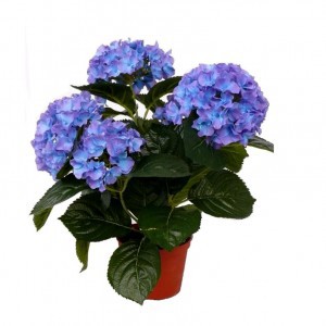 Гортензия (Hydrangea)