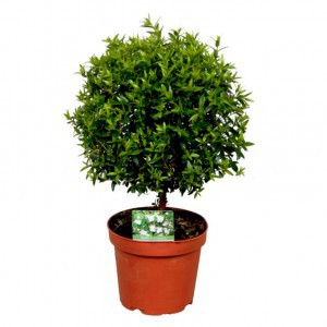 Мирт (Myrtus)
