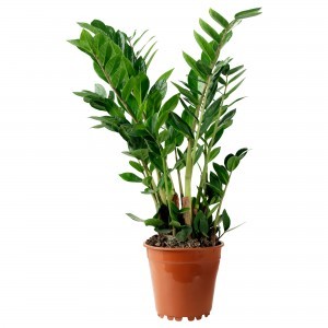 Замиокулкас (Zamioculcas)
