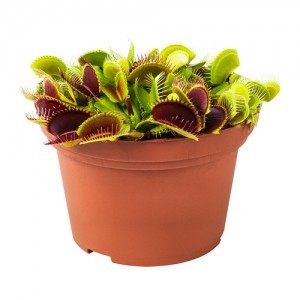 Венерина мухоловка (Dionaea muscipula)
