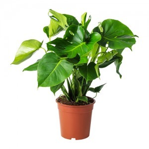 Монстера (MONSTERA)