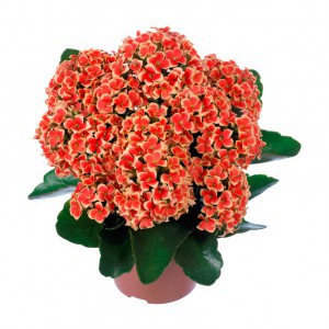 Каланхоэ (Kalanchoe)